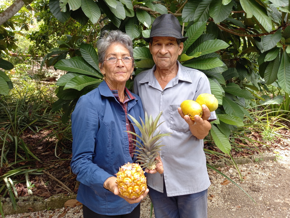 Marisol Hernandez y Juan Zamora de Tercer Frente producen pina en cafetales