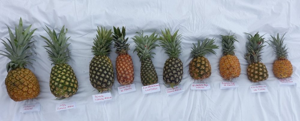 ll progetto Cubafruta promuove il recupero delle risorse fitogenetiche e la diversificazione delle colture dell’ananas a Cuba