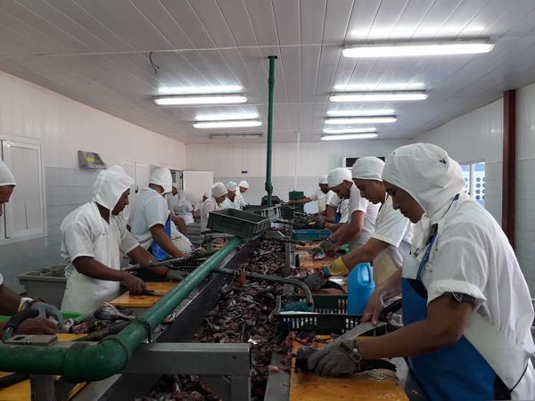 News 3 lavorazione pesce in indupir