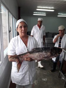 News 8 operaia lavorazione carpa