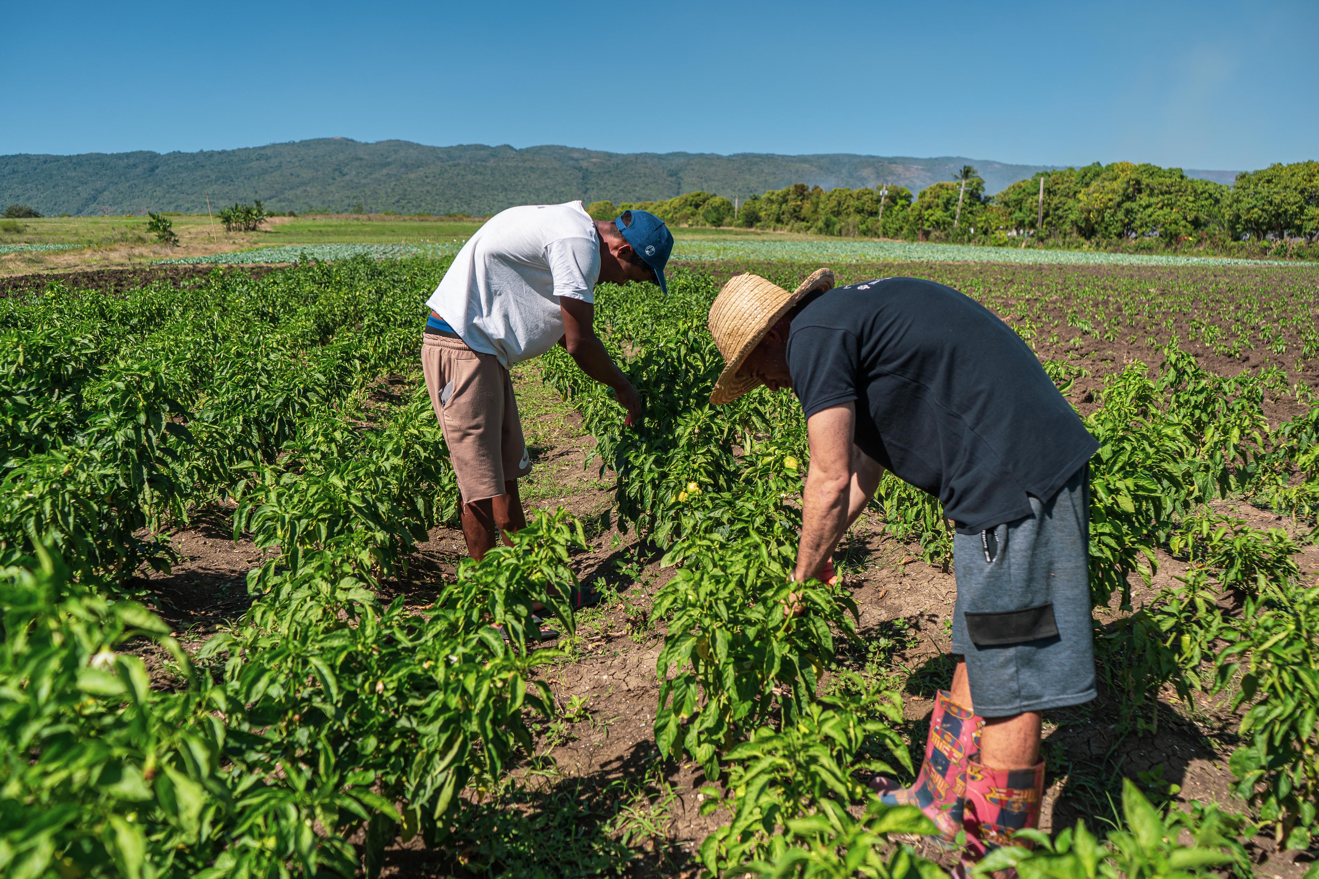 I progetti CCC e MásCafé promuovono una strategia in sinergia per rafforzare la produzione agroforestale nell’Oriente cubano